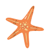 sea-star